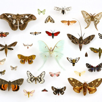 Butterflies 🦋 2048