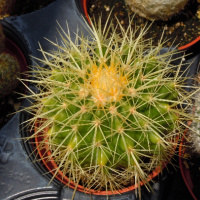 Cactus 2048