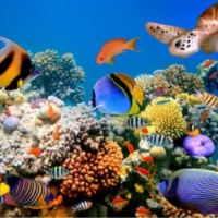 Coral Reefs 2048