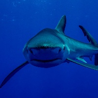 Sharks 2048